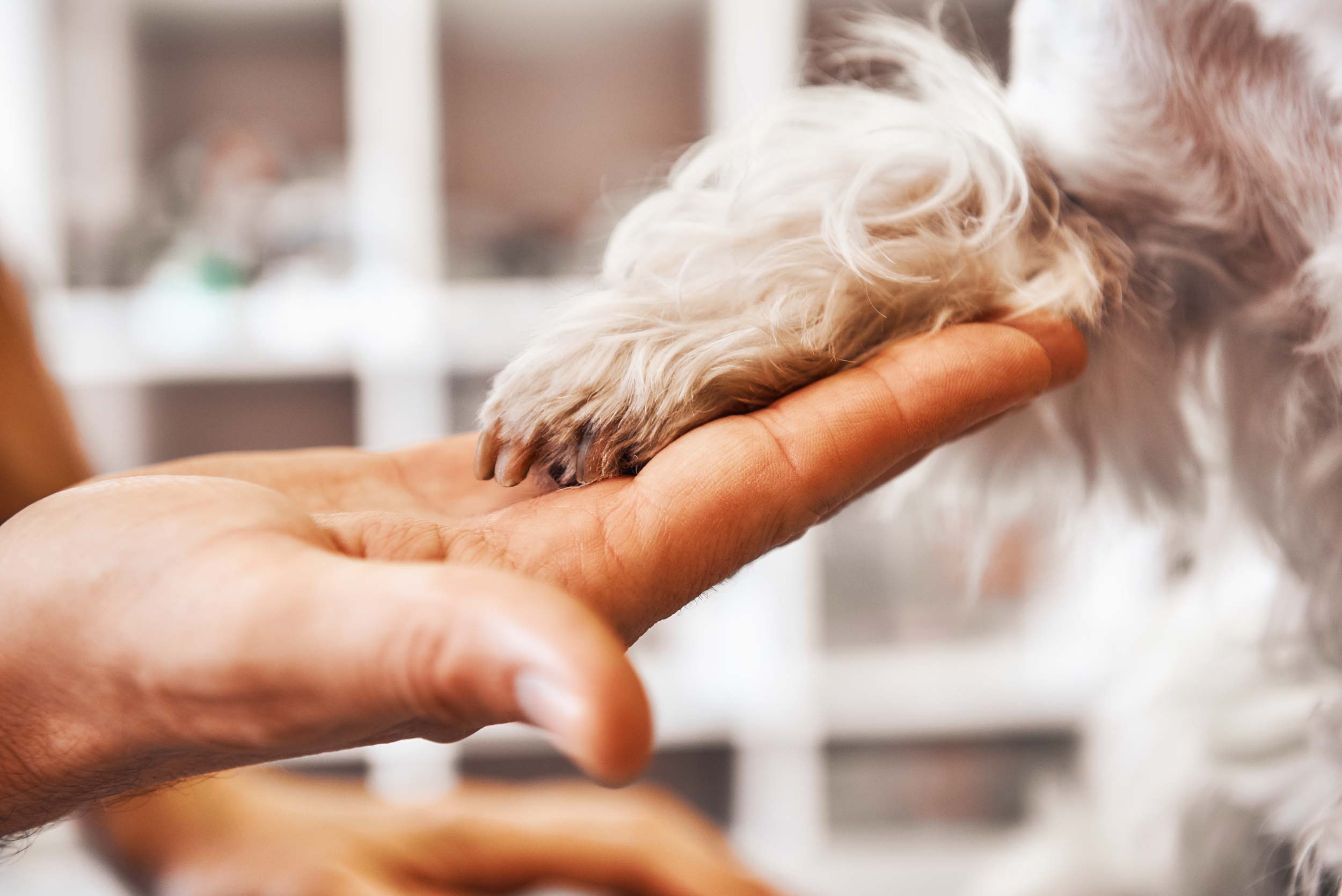 Toilettage comportemental pour chien