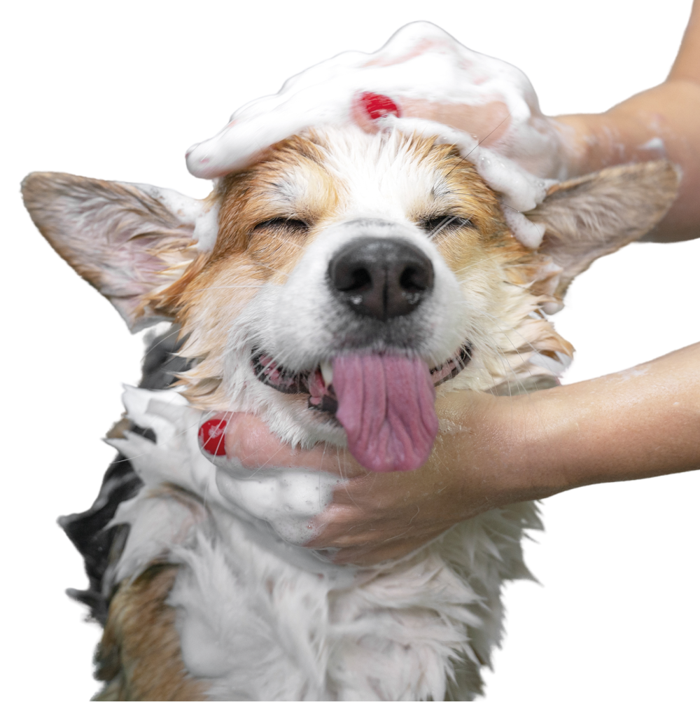 Toilettage comportemental pour chien