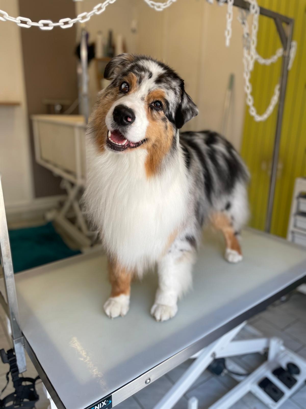 Accompagnement personnalisé pour chien, chat et NAC