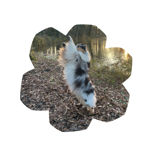 Conseils et formation autour du bien-être animal
