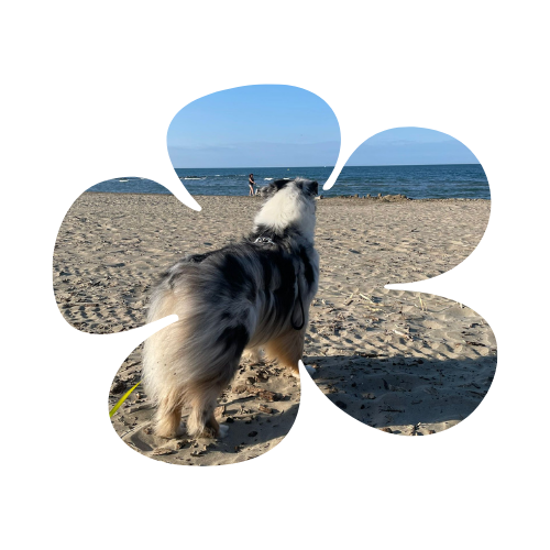 Promenade et garde d'un chien