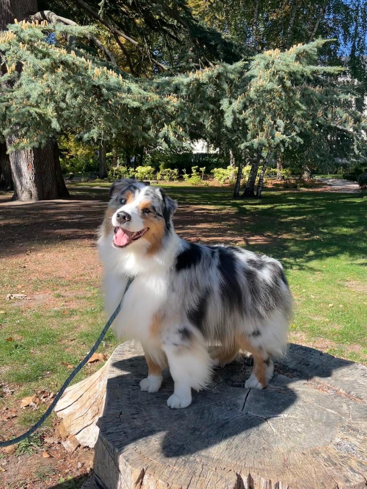 Pet Sitting et promenade de chien